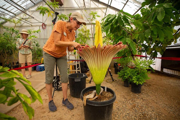 Corpse plant