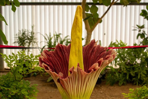 Corpse plant