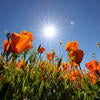 Orange flowers blooming with the sun behind them