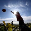 Farmer tossing a pumpkin in a pumpkin field