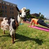 Staff practicing yoga outdoors with goats.