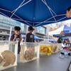 Students examine brains on display at Brain Awareness Day 2025.