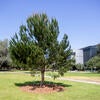 tree planted