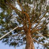 tree planting