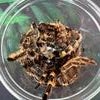 Tarantula legs