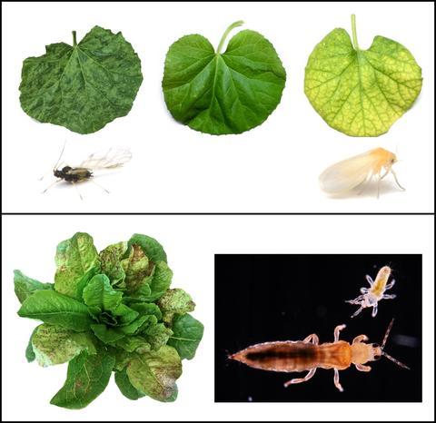 plant diseases and vectors