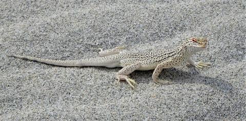 Fringe toed lizard