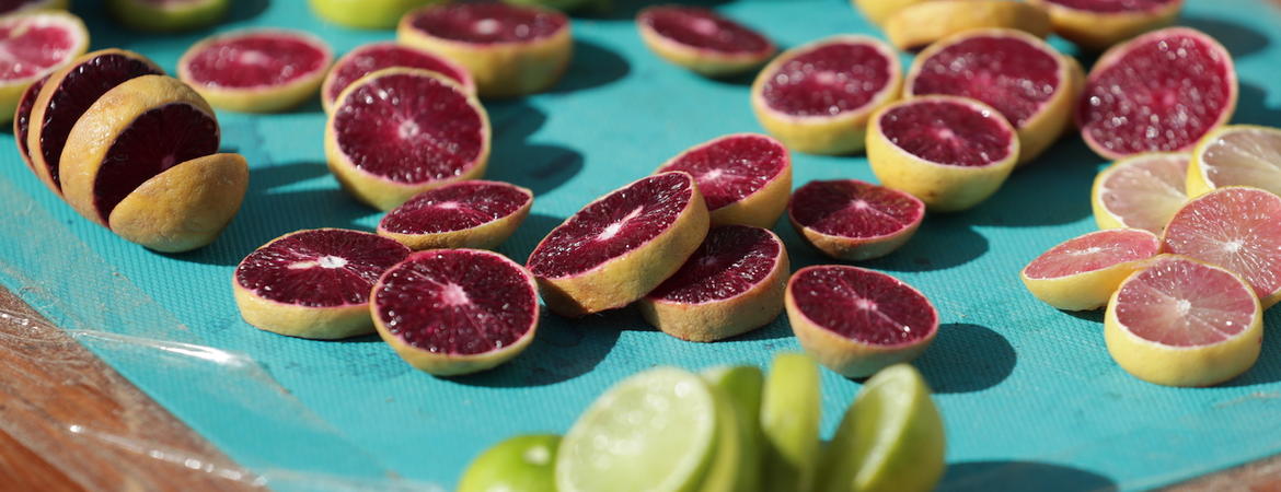 Sliced citrus has red, pink, or green flesh