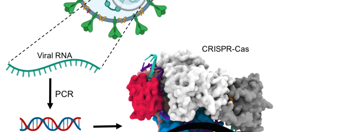 Illustration showing how CRISPR could lead to faster COVID-19 tests