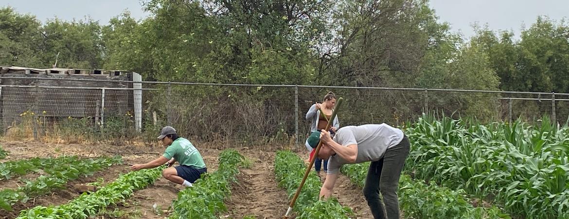 volunteers pick vegetables