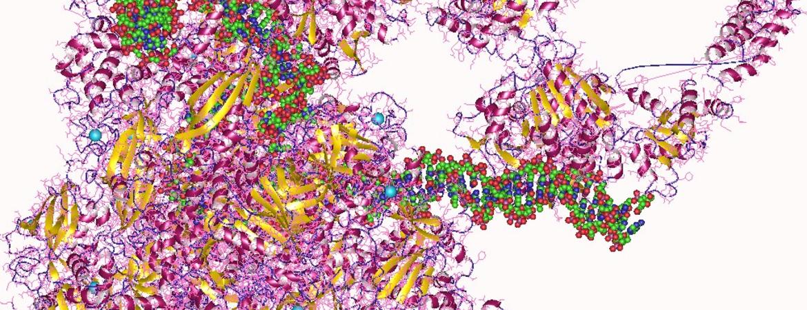 depiction of rna polymerase