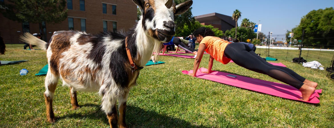 Goat and staff practicing yoga outdoors.