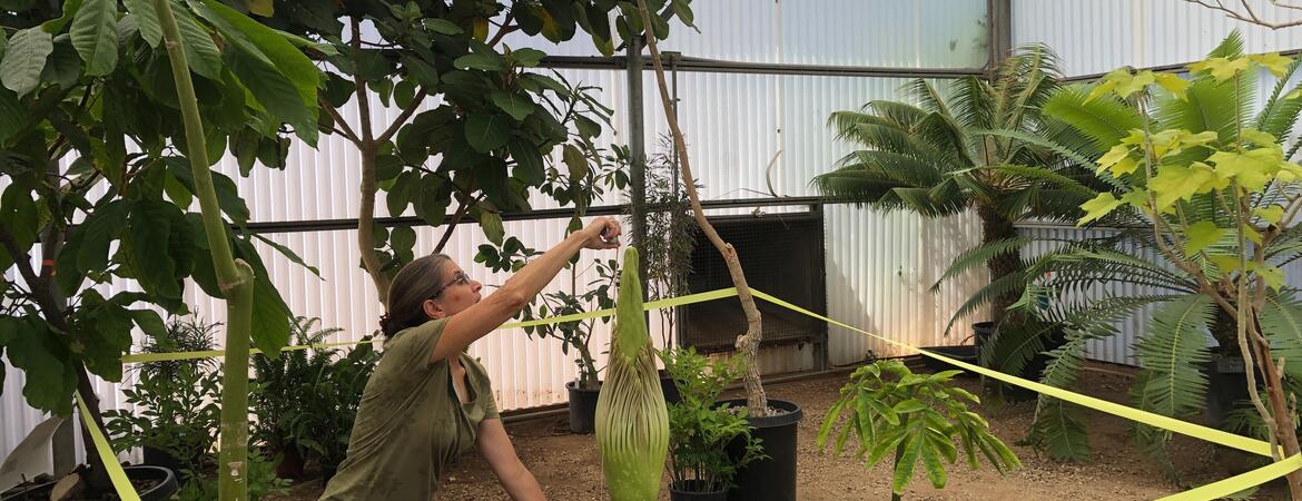 corpse flower