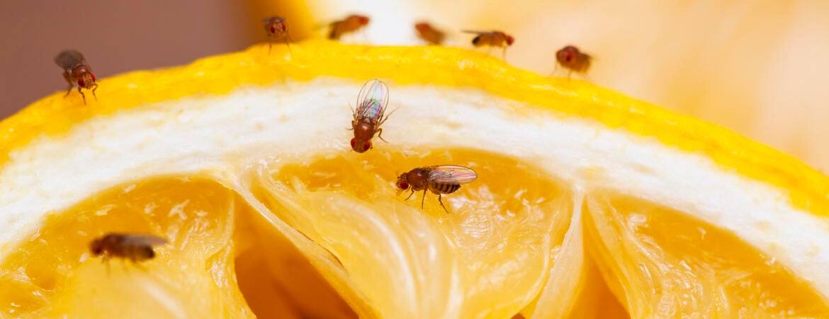 Fruit flies