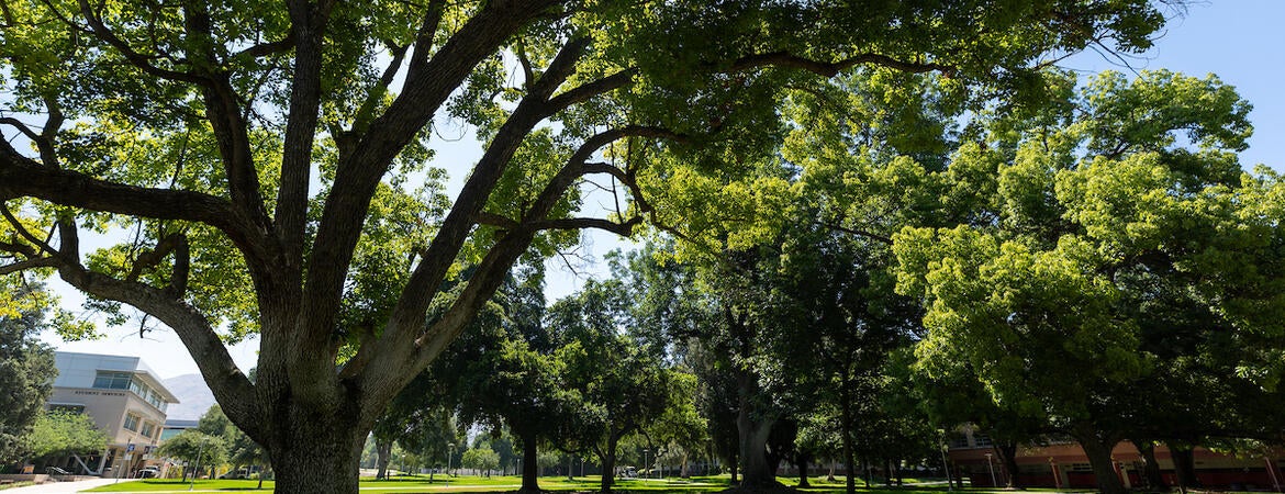 trees on campus