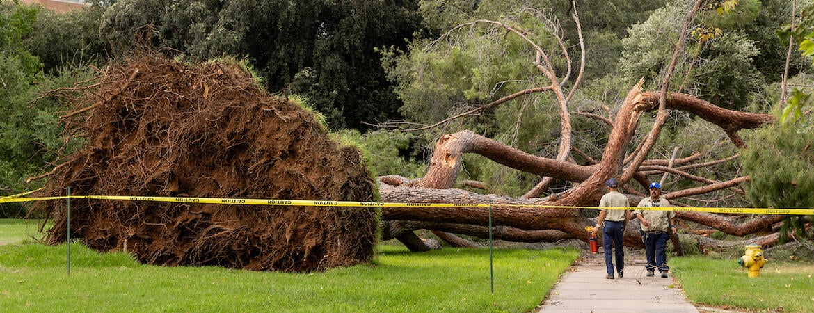 downed tree