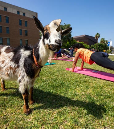 Goat and staff practicing yoga outdoors.