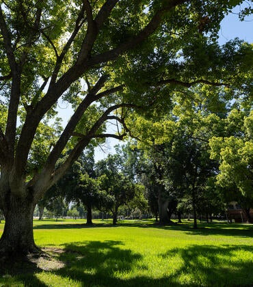 trees on campus