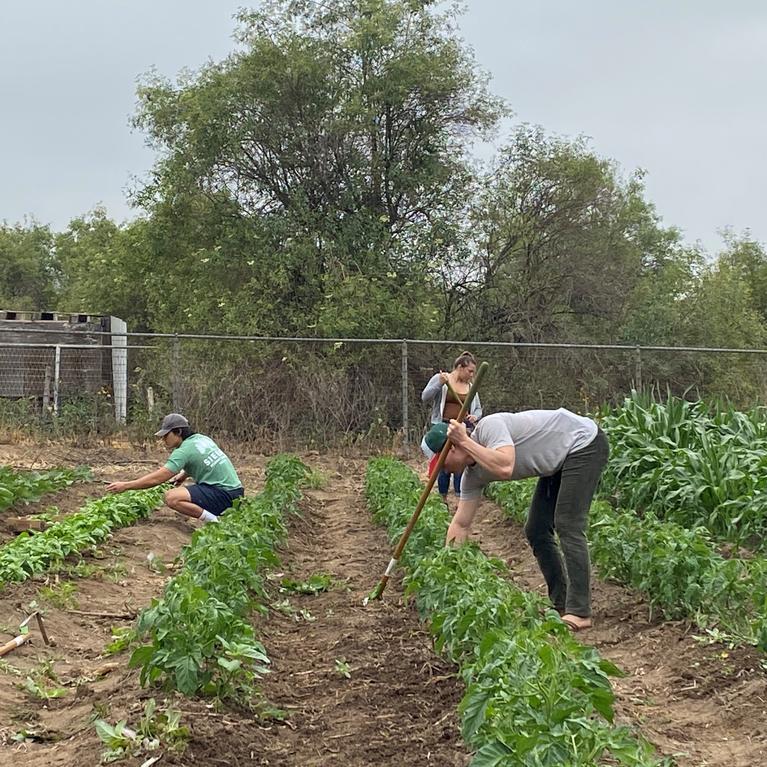 volunteers pick vegetables