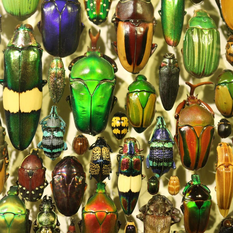insect display