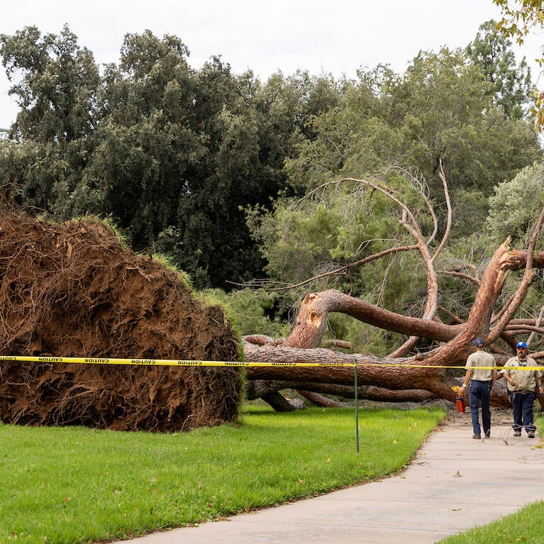 downed tree
