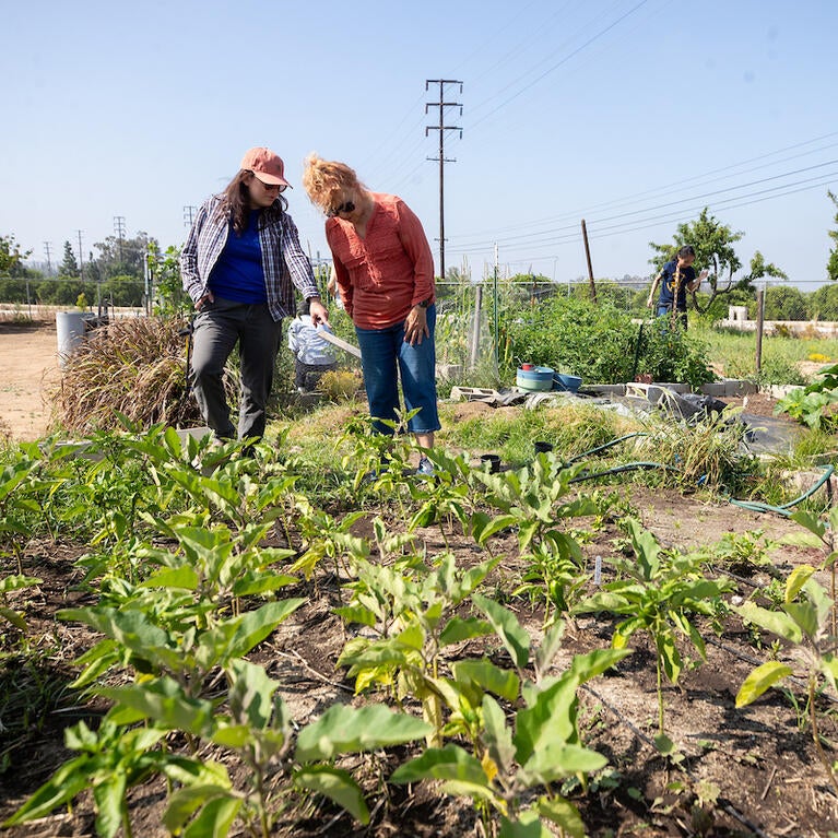 R'Garden directors looking at crops