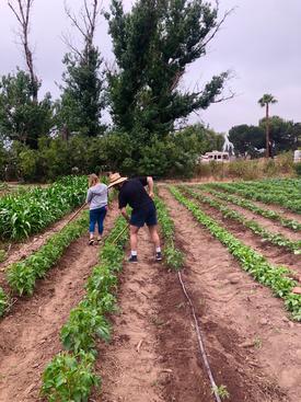 volunteers pick vegetables