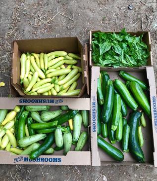 boxes of veggies