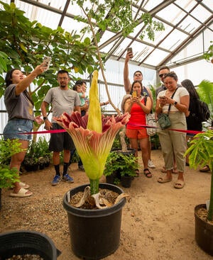 A shot of “Little Miss Stinky,” a corpse flower on display at the UC Riverside Botanic Gardens.