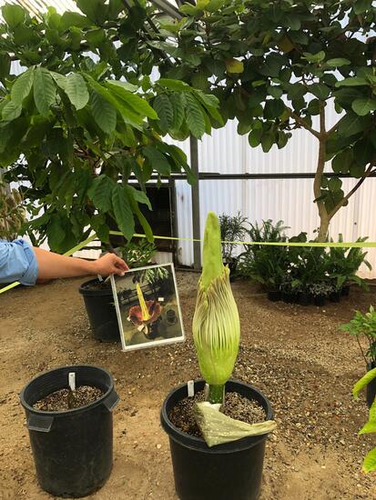 corpse flower