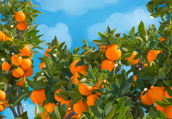 Citrus trees and blue sky