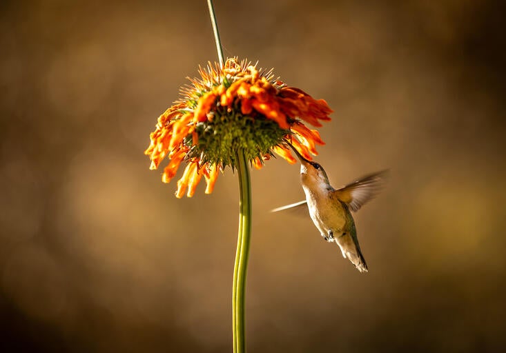 hummingbird