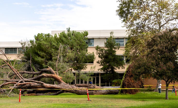 downed tree