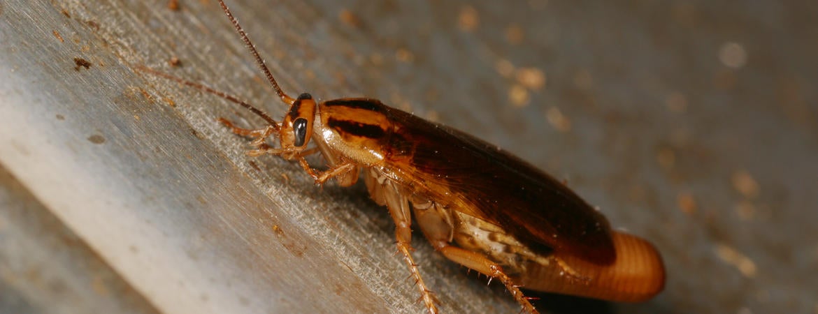 German cockroach
