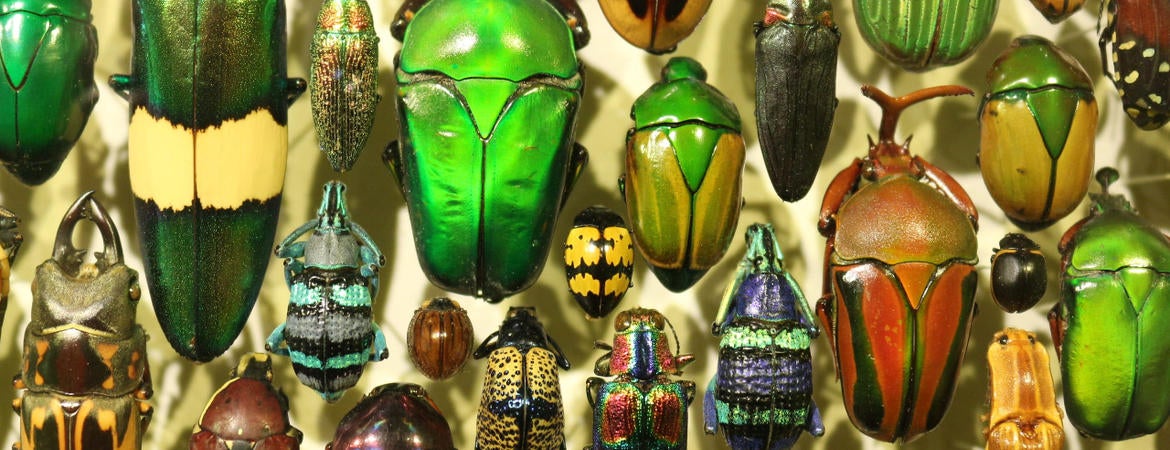 insect display