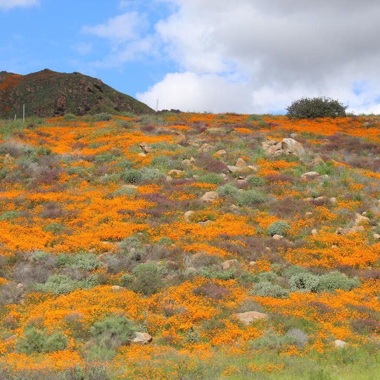 wildflowers on a hillside