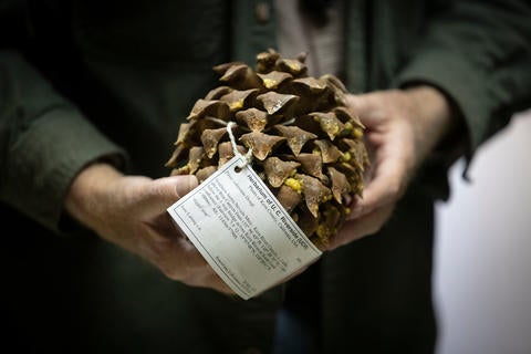 Andrew Sanders, curator of the herbarium, holds a large pine cone from Kern County